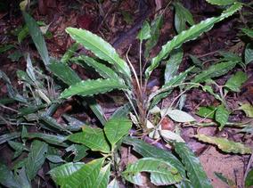 Schismatoglottis Zoll. & Moritzi;Schismatoglottis erecta M.Hotta