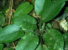 Schismatoglottis Zoll. & Moritzi; Schismatoglottis ferruginea Me